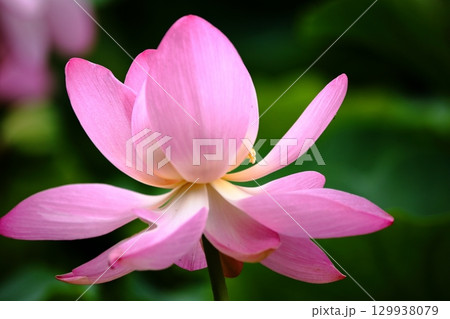 開花した蓮の花 開花した蓮の花 129938079