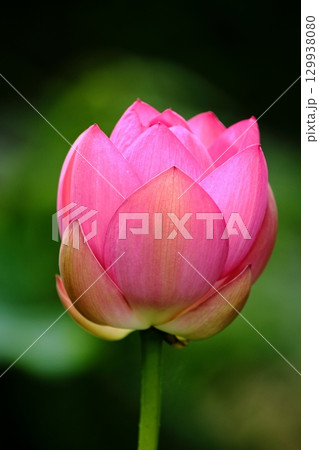 赤いハスの花 129938080