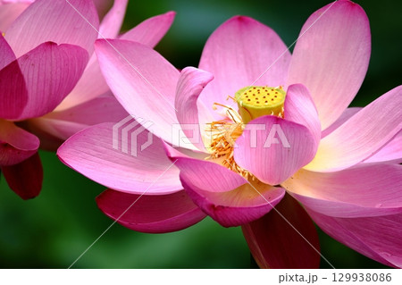 蓮の花のある風景 蓮の花のある風景 129938086