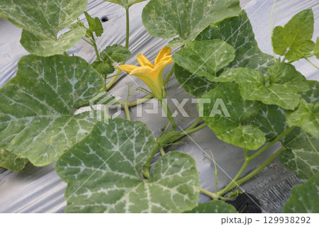 酷暑のカボチャ畑、ツル有りズツキー二 129938292