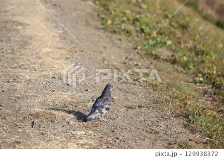 後ろを振り返る鳩 129938372