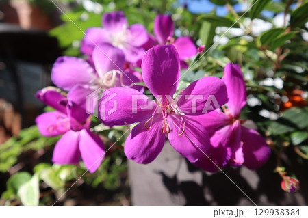 ピンク色の花ノボタン ピンク色の花ノボタン 129938384