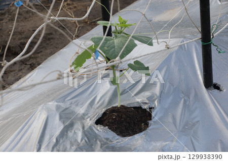 秋キュウリの苗立ち枯れ病　発症せず 129938390