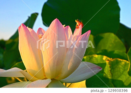 ハス香る虫の楽園・癒しの窓辺 129938396