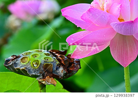 ハス香る虫の楽園・癒しの窓辺 129938397