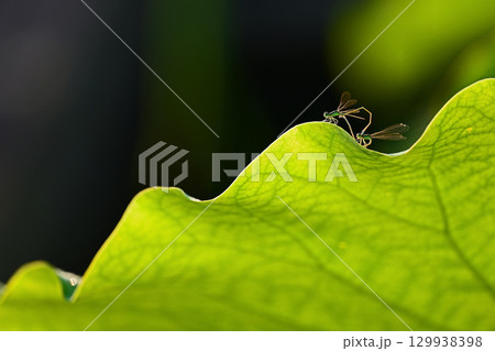 ハス香る虫の楽園・癒しの窓辺 129938398