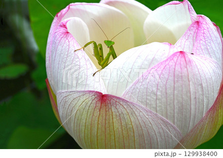 ハス香る虫の楽園・癒しの窓辺 129938400