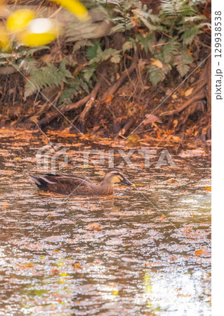 紅葉の池を泳ぐ鴨 129938538