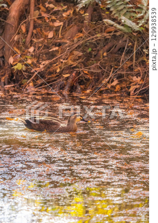 紅葉の池を泳ぐ鴨 129938539