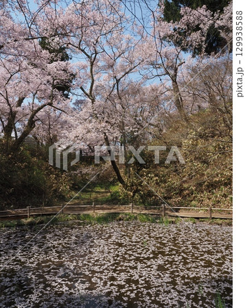 高遠の桜、花筏 高遠の桜、花筏 129938588