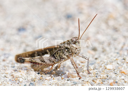 地に降りたクルマバッタモドキ褐色型 地に降りたクルマバッタモドキ褐色型 129938607