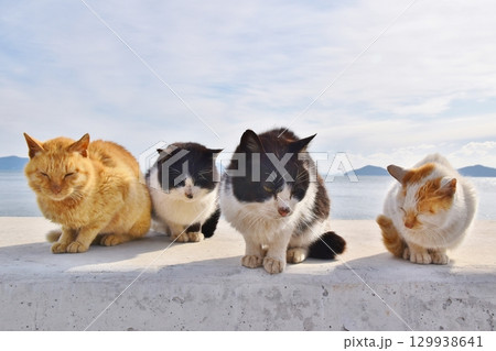 六島の猫たち 岡山 六島の猫たち 岡山 129938641