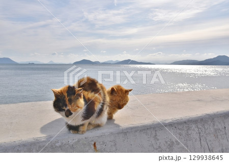 六島の猫たち　岡山 129938645