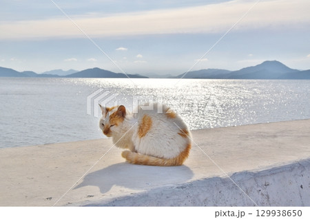 六島の猫　岡山 129938650