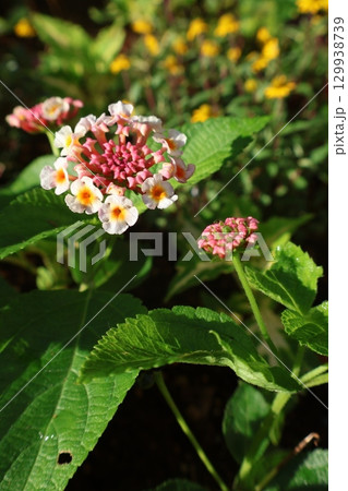 朝陽を浴びるランタナの花 129938739
