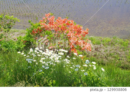 芸北八幡の田園風景あぜ道に咲く花 芸北八幡の田園風景あぜ道に咲く花 129938806