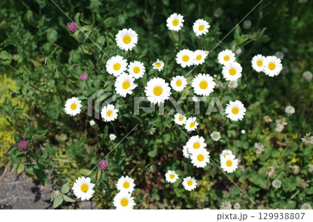 芸北八幡の田園に咲く花 129938807