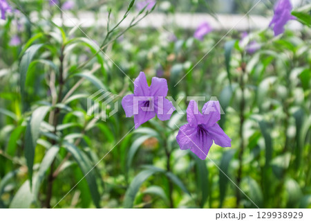 無人 花 フラワー 129938929