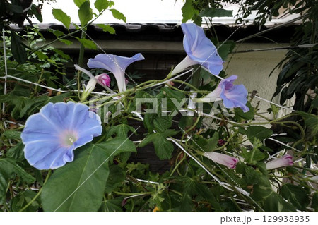 夏の庭の花「朝顔」あさがお：花壇の花：あさがお屋敷 129938935