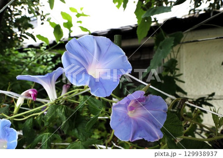 夏の庭の花「朝顔」あさがお：花壇の花：あさがお屋敷 129938937