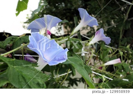 夏の庭の花「朝顔」あさがお:花壇の花:あさがお屋敷 夏の庭の花「朝顔」あさがお:花壇の花:あさがお屋敷 129938939