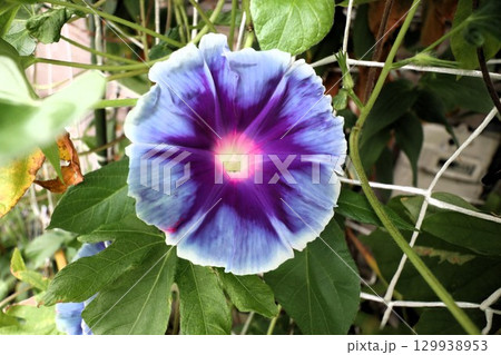 夏の庭の花「朝顔」あさがお：花壇の花：あさがお屋敷 129938953