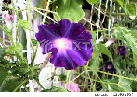 夏の庭の花「朝顔」あさがお：花壇の花：あさがお屋敷 129938954