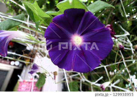 夏の庭の花「朝顔」あさがお：花壇の花：あさがお屋敷 129938955
