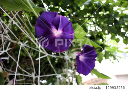 夏の庭の花「朝顔」あさがお:花壇の花:あさがお屋敷 夏の庭の花「朝顔」あさがお:花壇の花:あさがお屋敷 129938956