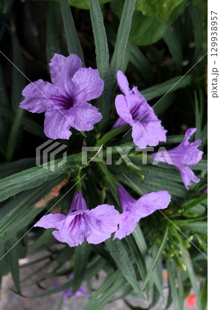 花壇の花『ルエリア』キツネノマゴ科：ルイラソウ属 129938957