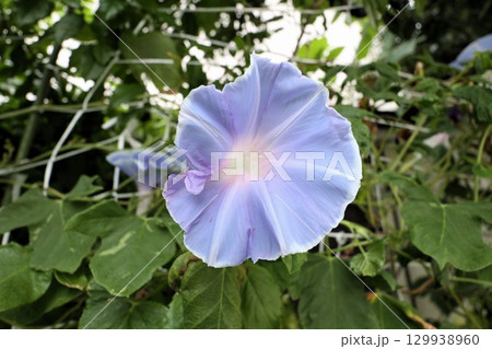 夏の庭の花「朝顔」あさがお:花壇の花:あさがお屋敷 夏の庭の花「朝顔」あさがお:花壇の花:あさがお屋敷 129938960