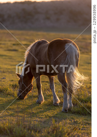 阿蘇高原の馬 129938996