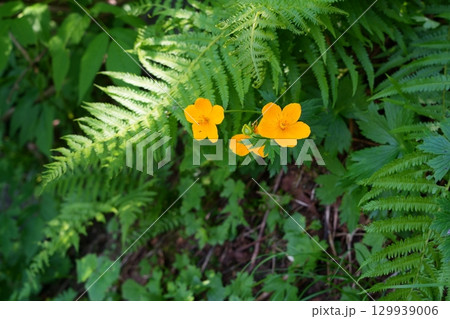 キンバイソウ 129939006