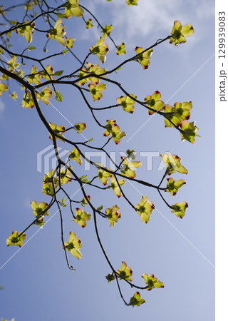 ハナミズキ(花水木)の花が咲いています。学名はCornus floridaです。 ハナミズキ(花水木)の花が咲いています。学名はCornus floridaです。 129939083