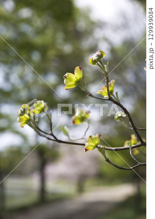 ハナミズキ(花水木)の花が咲いています。学名はCornus floridaです。 ハナミズキ(花水木)の花が咲いています。学名はCornus floridaです。 129939084