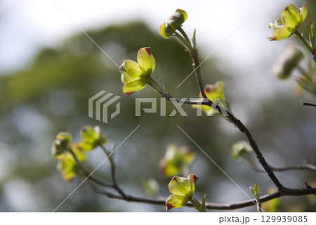 ハナミズキ（花水木）の花が咲いています。学名はCornus floridaです。 129939085