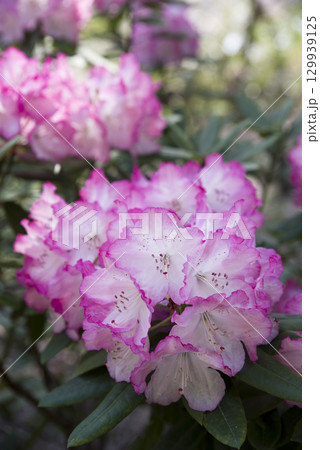 シャクナゲ園にシャクナゲの花が満開です。 129939125