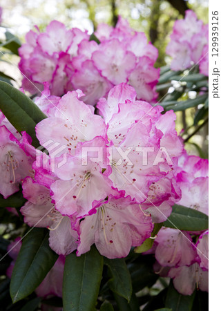 シャクナゲ園にシャクナゲの花が満開です。 129939126