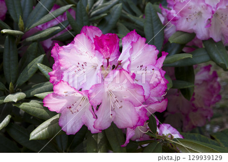 シャクナゲ園にシャクナゲの花が満開です。 シャクナゲ園にシャクナゲの花が満開です。 129939129