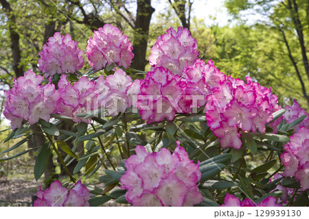 シャクナゲ園にシャクナゲの花が満開です。 シャクナゲ園にシャクナゲの花が満開です。 129939130