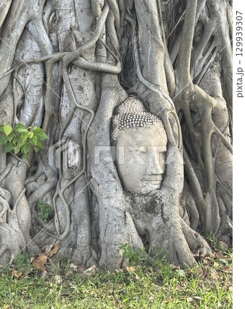 苔むした仏像 129939307