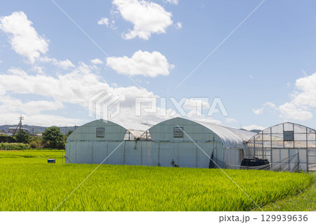 晴天でビニールハウスのある田園風景 129939636