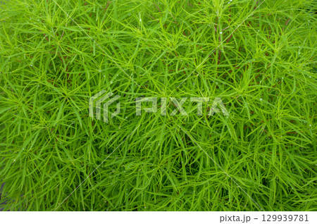 コキアの緑葉と水滴のテクスチャ 129939781