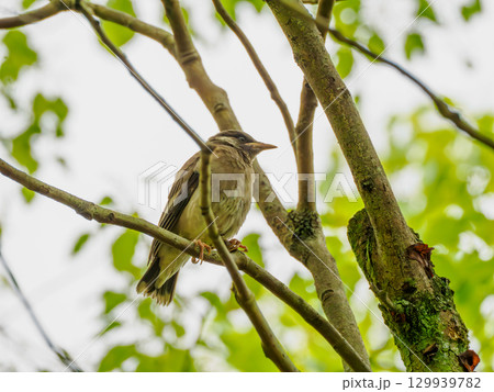 緑の木々と枝にとまる鳥の姿 129939782