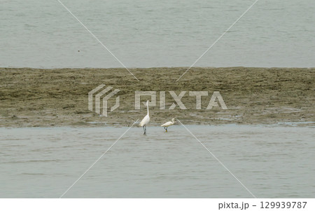 潮が引いた干潟のシラサギの風景 129939787