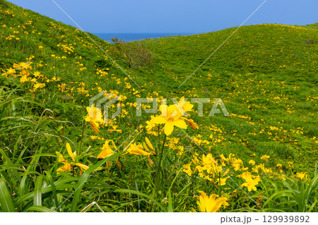 新潟県佐渡市願　佐渡島外海府海岸の大野亀周辺のトビシマカンゾウ群生 129939892