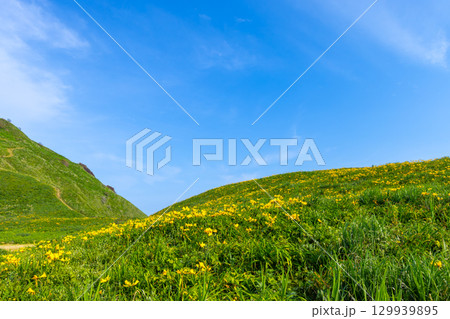 新潟県佐渡市願　佐渡島外海府海岸の大野亀周辺のトビシマカンゾウ群生 129939895