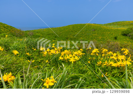 新潟県佐渡市願 佐渡島外海府海岸の大野亀周辺のトビシマカンゾウ群生 新潟県佐渡市願 佐渡島外海府海岸の大野亀周辺のトビシマカンゾウ群生 129939898
