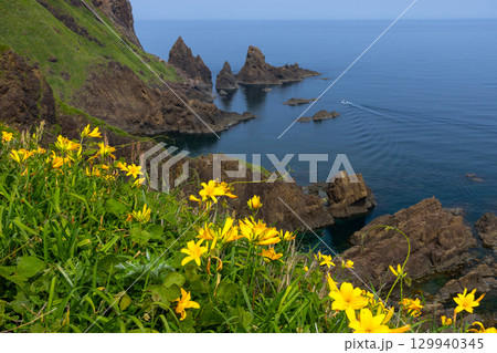 新潟県佐渡市願　佐渡島外海府海岸の大野亀周辺のトビシマカンゾウ群生と日本海 129940345