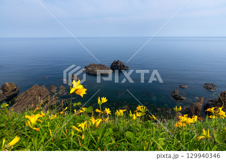 新潟県佐渡市願　佐渡島外海府海岸の大野亀周辺のトビシマカンゾウ群生と日本海 129940346
